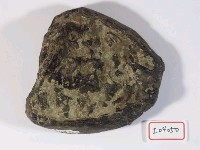 藏品(草原猛獁象臼齒)的圖片
